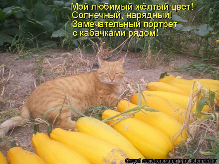 Котоматрица: Мой любимый жёлтый цвет! Солнечный, нарядный! Замечательный портрет с кабачками рядом!