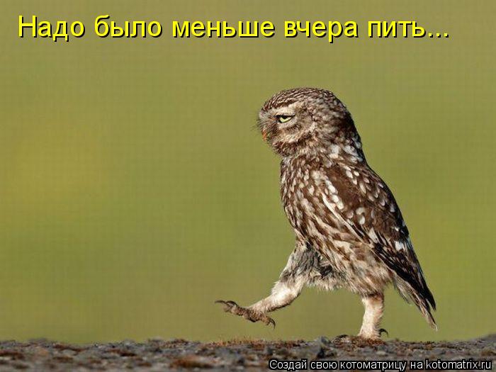 Котоматрица: Надо было меньше вчера пить...