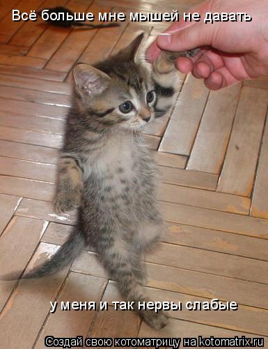 Котоматрица: Всё больше мне мышей не давать у меня и так нервы слабые