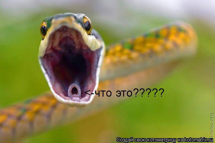 Котоматрица: <-что это?????