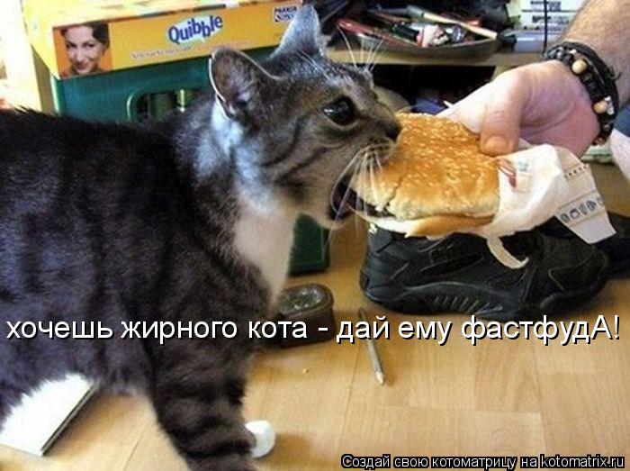 Котоматрица: хочешь жирного кота - дай ему фастфудА!