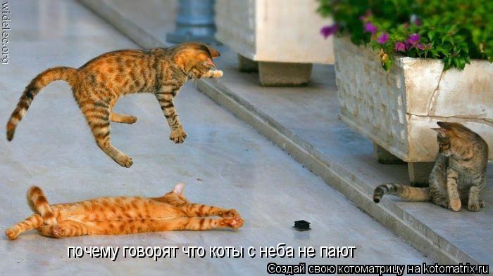 Котоматрица: почему говорят что коты с неба не пают