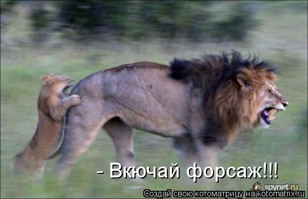 Котоматрица: - Вкючай форсаж!!!