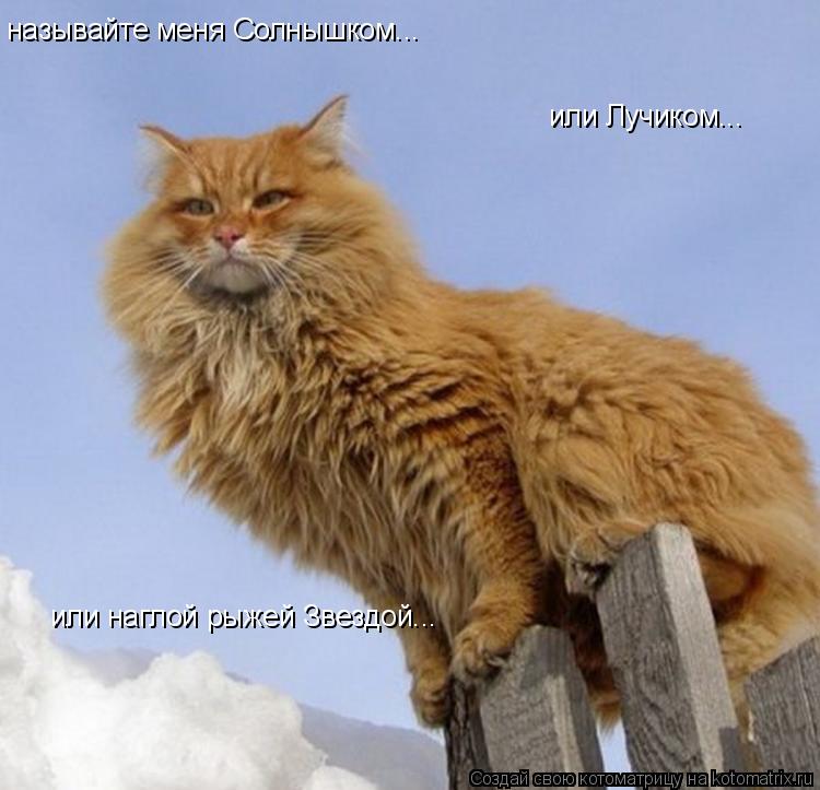 Котоматрица: называйте меня Солнышком... или Лучиком... или наглой рыжей Звездой...