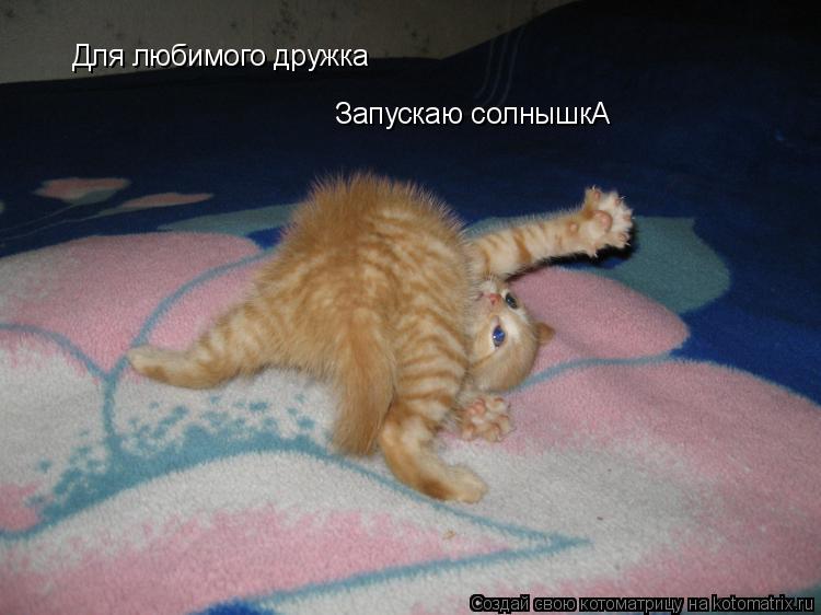 Котоматрица: Для любимого дружка Запускаю солнышкА