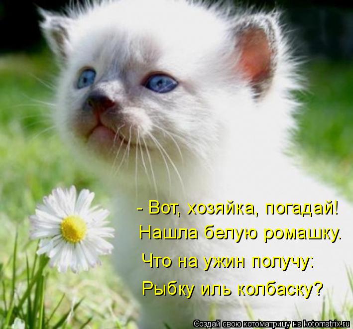 Котоматрица: - Вот, хозяйка, погадай! Нашла белую ромашку. Что на ужин получу: Рыбку иль колбаску?