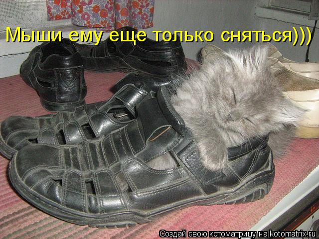 Котоматрица: Мыши ему еще только сняться)))