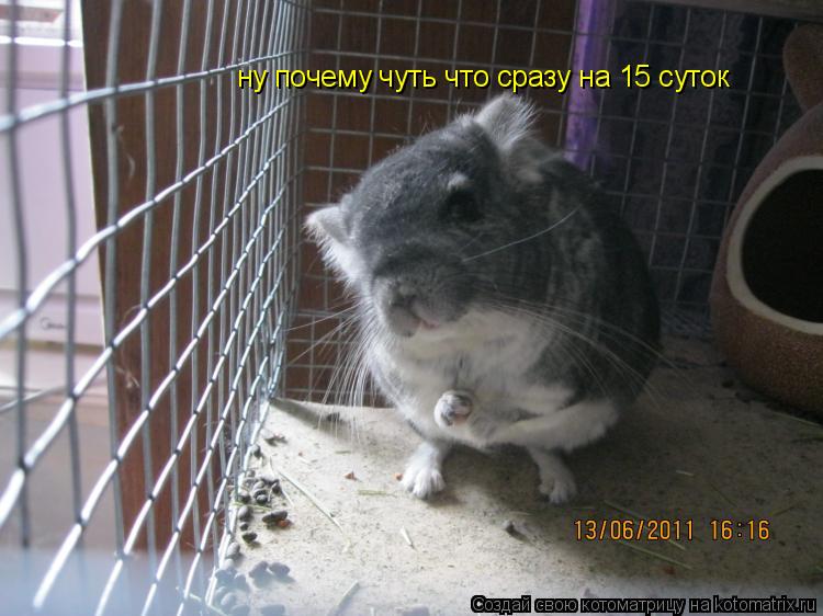 Котоматрица: ну почему чуть что сразу на 15 суток