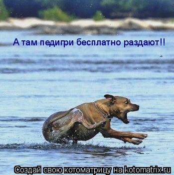 Котоматрица: А там педигри бесплатно раздают!!