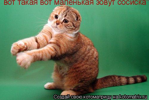 Котоматрица: вот такая вот маленькая зовут сосиска