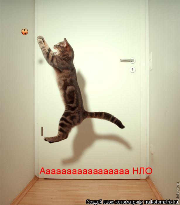 Котоматрица: Ааааааааааааааааа НЛО