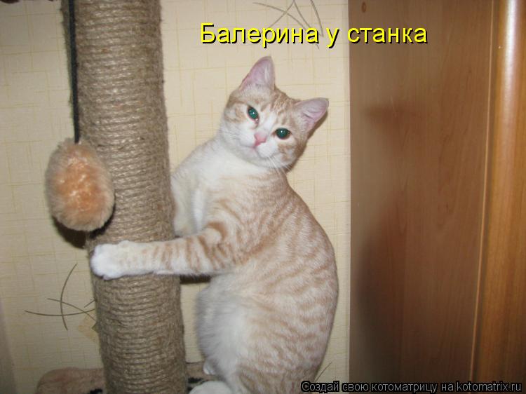 Котоматрица: Балерина у станка