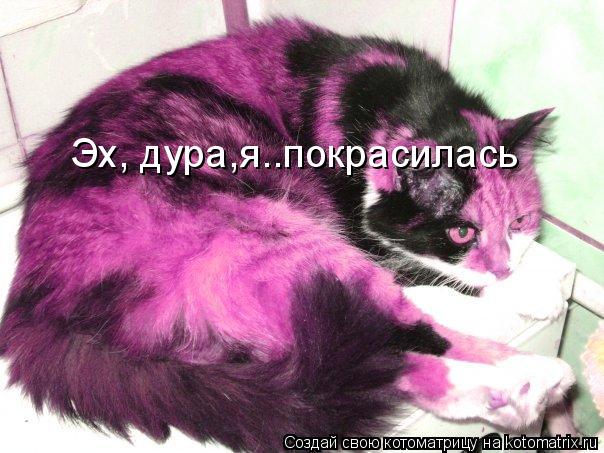 Котоматрица: Эх, дура,я..покрасилась