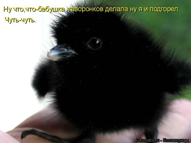 Котоматрица: Ну что,что-бабушка жаворонков делала ну я и подгорел Чуть-чуть.