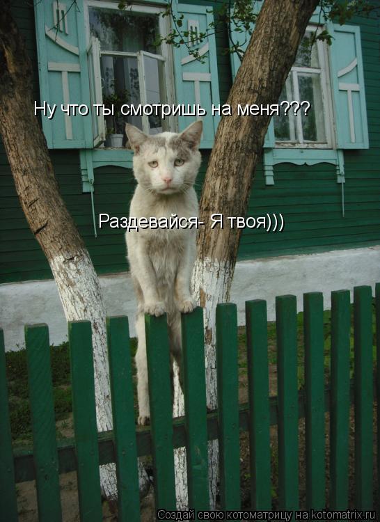Котоматрица: Ну что ты смотришь на меня??? Раздевайся- Я твоя)))