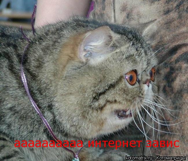 Котоматрица: аааааааааа интернет завис