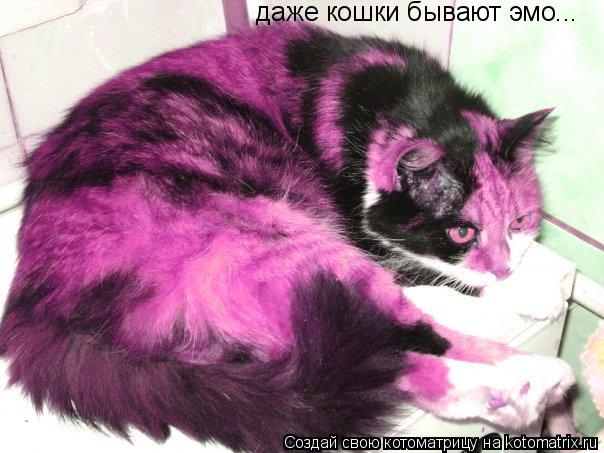 Котоматрица: даже кошки бывают эмо...