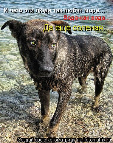 Котоматрица: И чего эти люди так любят море...... Вода-как вода.. Да еще соленая...