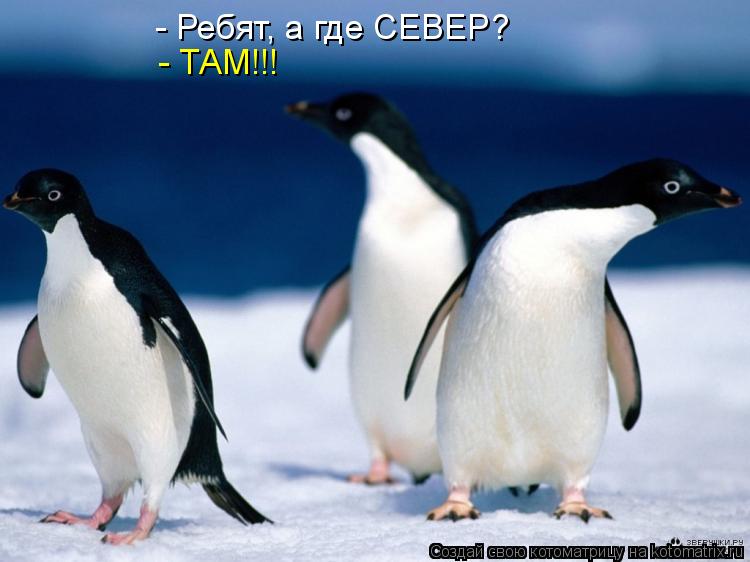 Котоматрица: - Ребят, а где СЕВЕР? - ТАМ!!!
