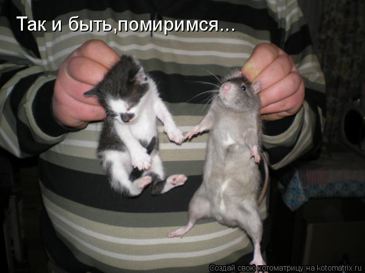Котоматрица: Так и быть,помиримся...