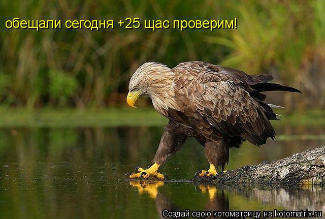 Котоматрица: обещали сегодня +25 щас проверим!