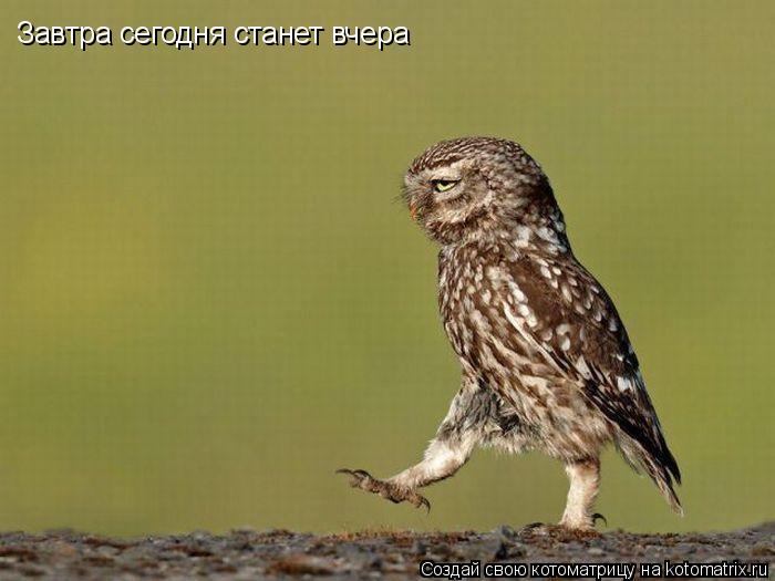 Котоматрица: Завтра сегодня станет вчера