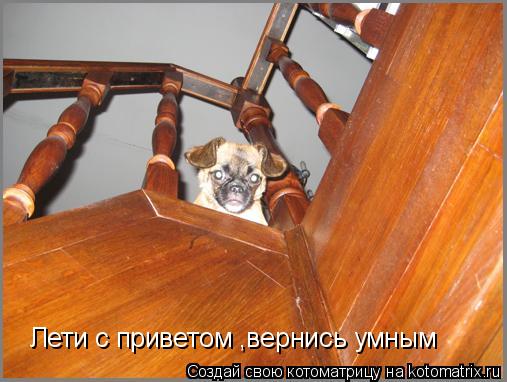 Котоматрица: Лети с приветом ,вернись умным