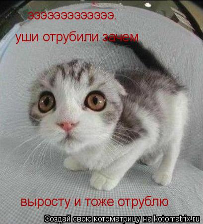 Котоматрица: эээээээээээээ. уши отрубили зачем   выросту и тоже отрублю
