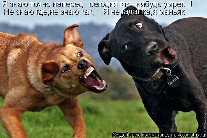 Котоматрица: Я знаю точно наперед.  сегодня кто- нибудь умрет.  ! Не знаю где,не знаю как,    Я не гадалка,я маньяк