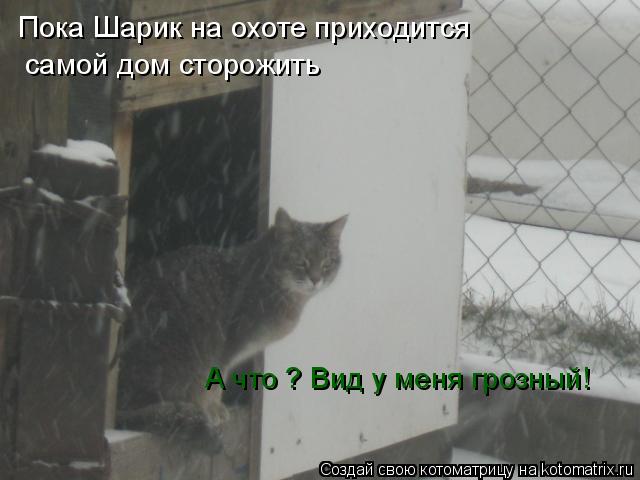 Котоматрица: Пока Шарик на охоте приходится самой дом сторожить А что ? Вид у меня грозный!