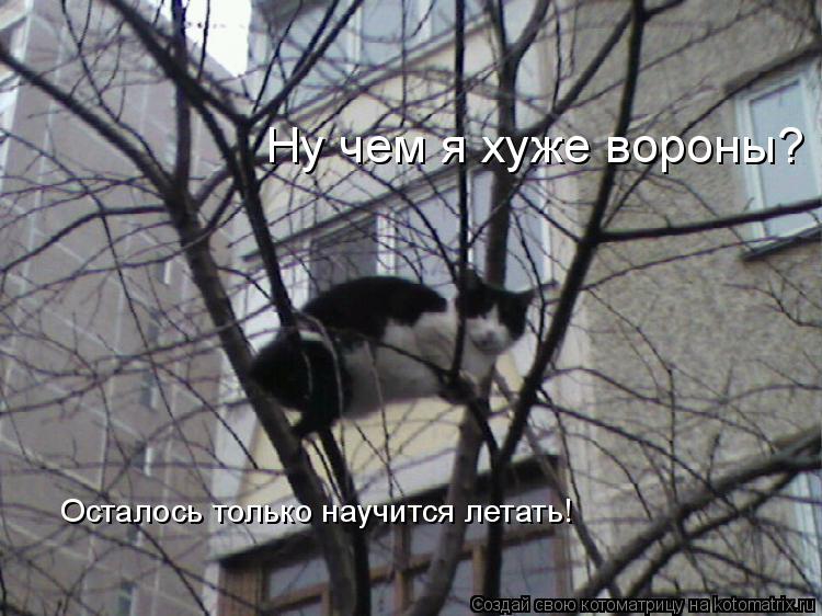 Котоматрица: Ну чем я хуже вороны? Осталось только научится летать!