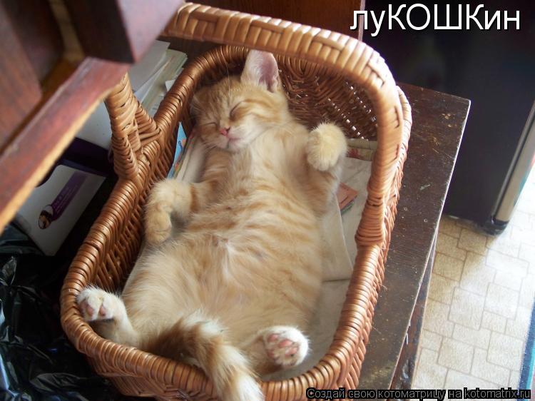 Котоматрица: луКОШКин