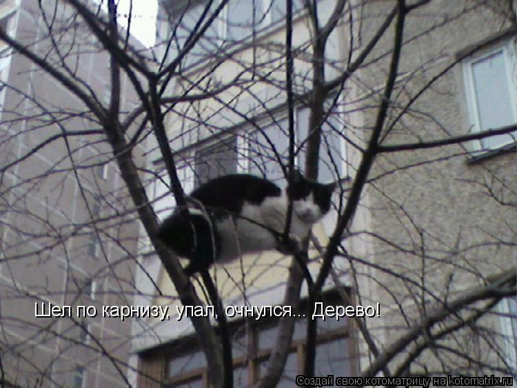 Котоматрица: Шел по карнизу, упал, очнулся... Дерево!