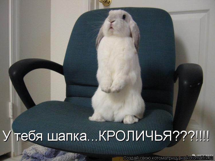У тебя шапка...КРОЛИЧЬЯ???!!!!... Котоматрица: У тебя шапка...КРОЛИЧЬЯ???!!!!