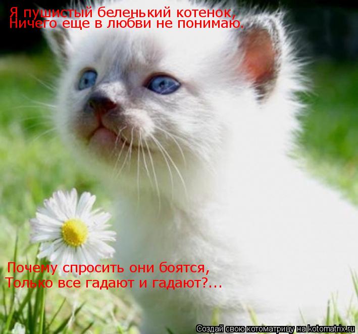 Котоматрица: Я пушистый беленький котенок, Ничего еще в любви не понимаю. Почему спросить они боятся, Только все гадают и гадают?...