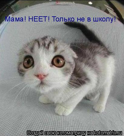 Мама! НЕЕТ! Только не в школу!... Котоматрица: Мама! НЕЕТ! Только не в школу!