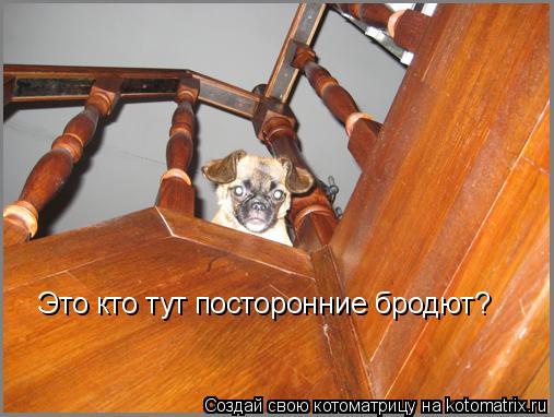 Это кто тут посторонние бродют?... Котоматрица: Это кто тут посторонние бродют?