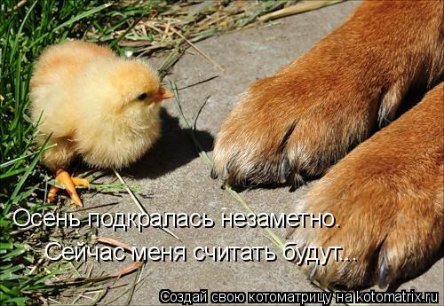 Осень подкралась незаметно. Сейчас меня считать будут...... Котоматрица: Осень подкралась незаметно. Сейчас меня считать будут...