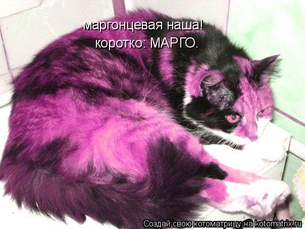 маргонцевая наша! коротко: МАРГО.... Котоматрица: маргонцевая наша! коротко: МАРГО.