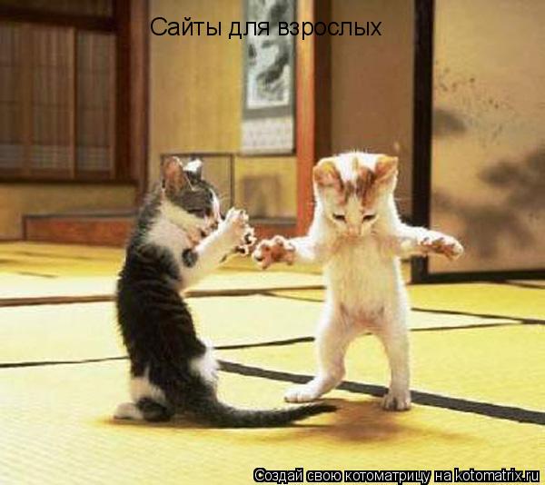 Сайты для взрослых... Котоматрица: Сайты для взрослых