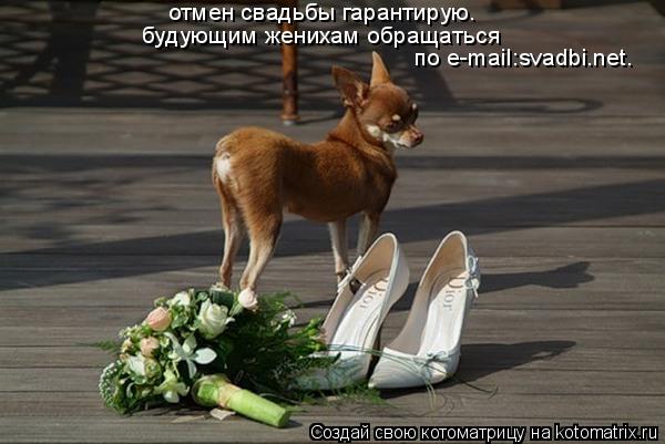 Котоматрица: отмен свадьбы гарантирую.  будующим женихам обращаться  по e-mail:svadbi.net.