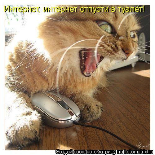 Котоматрица: Интернет, интернет отпусти в туалет! Интернет, интернет отпусти в туалет!