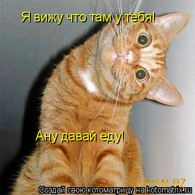 Котоматрица: Я вижу что там у тебя! Ану давай еду!