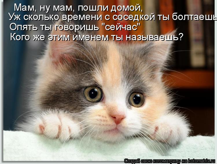 Котоматрица: Мам, ну мам, пошли домой, Уж сколько времени с соседкой ты болтаешь. Опять ты говоришь "сейчас" Кого же этим именем ты называешь?