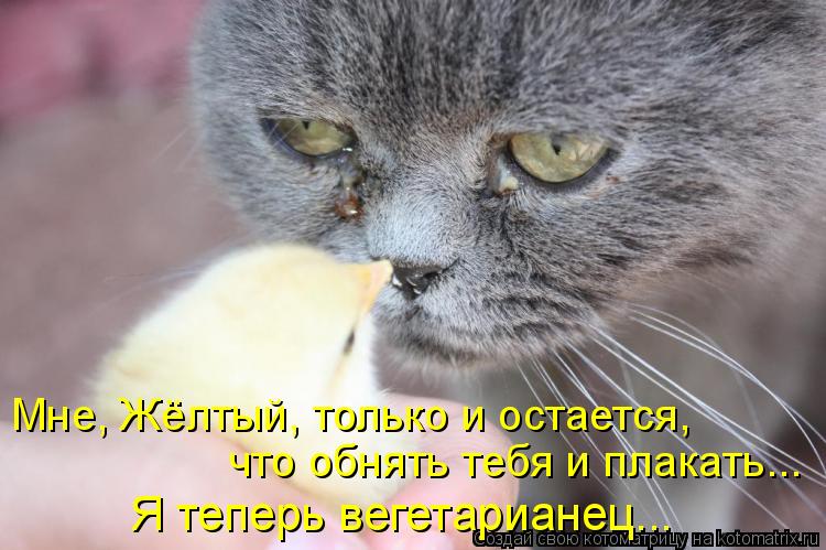 Котоматрица: Мне, Жёлтый, только и остается, что обнять тебя и плакать... Я теперь вегетарианец...