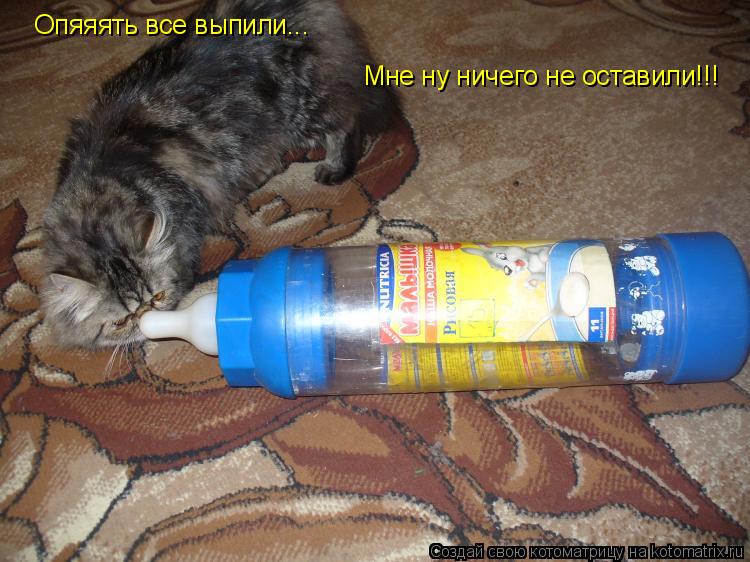 Котоматрица: Опяяять все выпили...  Мне ну ничего не оставили!!!