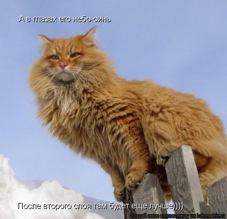 Котоматрица: А в глазах его небо-синь После второго слоя там будет еще лучше))))