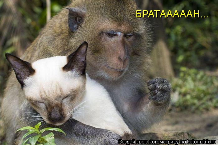Котоматрица: БРАТАААААН...