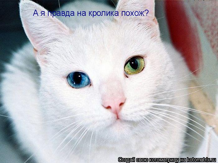 Котоматрица: А я правда на кролика похож?