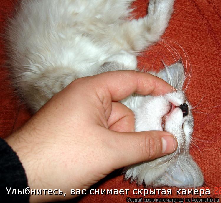 Котоматрица: Улыбнитесь, вас снимает скрытая камера